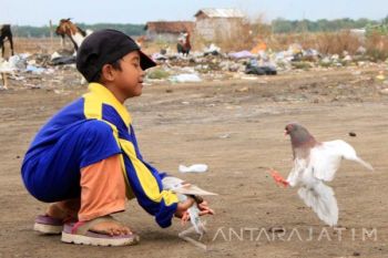 Merpati Balap