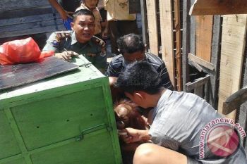Lagi, Warga Kotim Serahkan Anak Orangutan 