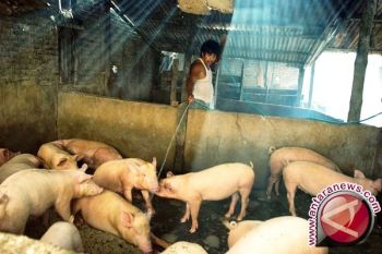 Peternak Babi Di Kabupaten  Sigi Resah 