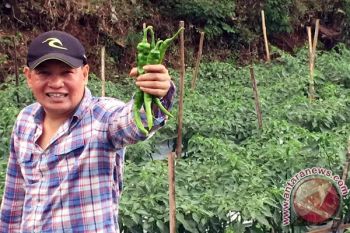 Pengusaha DIY tawarkan kerja gsama pengembangan `dragon chili'