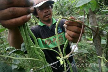 Kacang Panjang Tumbuh Tidak Maksimal