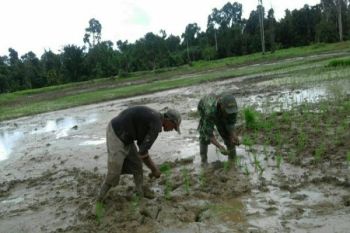 Babinsa Sorong dampingi petani tanam padi