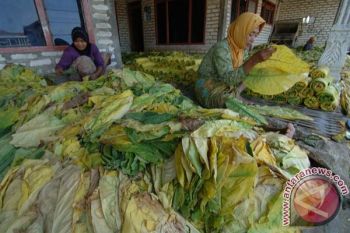 Bupati: Bank Jangan Tagih Petani Tembakau Dulu