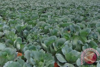 Peneliti: Kubis Juga Stres Sama Seperti Manusia