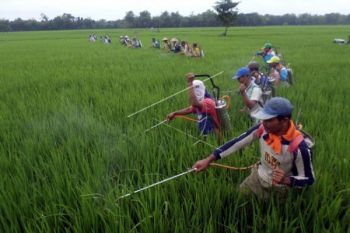 Pakar: Gunakan Varietas Padi Unggul Tahan Wereng 