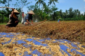Pakar: Indonesia Harus Ciptakan Varietas Unggul Kedelai 