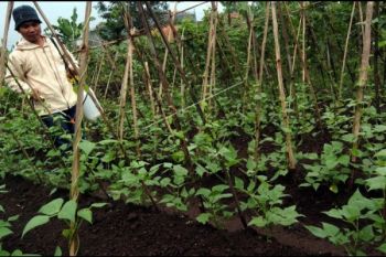Fakultas Pertanian Unsoed Terus Kembangkan Kebun Percobaan
