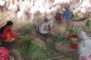 Pemkab Batang Kembangkan Budi Daya Bawang Putih 