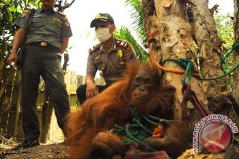 Kasihan! Anak Orangutan Kelaparan Akhirnya Ditemukan Warga Kotim