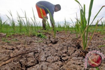 Sawah Kering Akibat Kemarau
