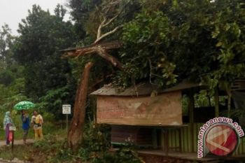 Bencana Hujan Angin Disertai Pohon Tumbang Hantui Warga Sampit