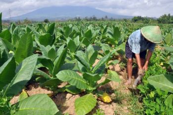 Penerimaan Dana Cukai Hasil Tembakau Temanggung Rp31,7 Miliar