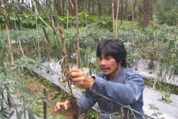 Cuaca Ekstrem, Petani Cabai Gagal Panen