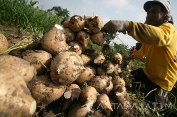 Pertumbuhan Bengkuang Terganggu Hujan