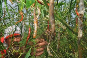 Ini Penyebab Harga Cabai Melambung