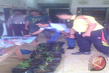 Polres Tanah Datar Ungkap Peredaran Ganja