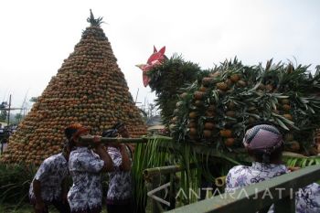 Warga Kediri Berebut Buah di Festival Nanas