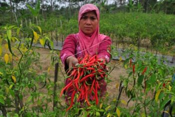 Pasokan Terus Berkurang, Harga Cabai Merangkak Naik