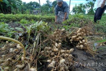 Panen Dini Kacang Tanah