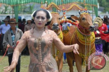 Festival Sapi Sonok