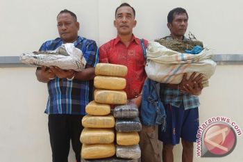 Polisi Tamiang gerebek bandar ganja