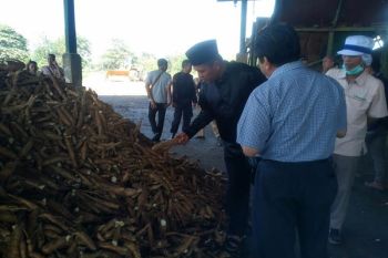 Bupati Mustafa Siapkan Pertemuan Naikkan Harga Singkong 