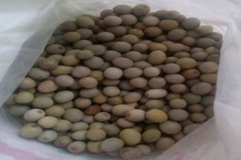  Buah kebiul hambat sel kanker ?
