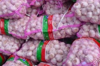 Bea Cukai Pekanbaru Musnahkan 29,6 Ton Bawang Putih Ilegal
