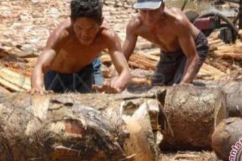 Kulit Sagu Meranti, Energi Terbarukan Yang Terlupakan