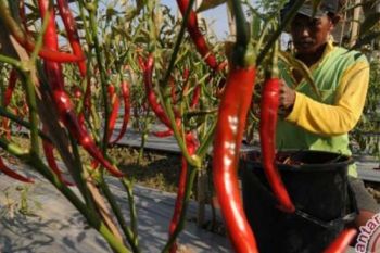 Pekanbaru Miliki Belasan Ribu Lahan Potensial Cabai