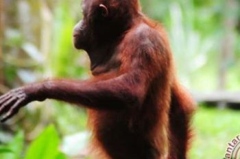 Warga Inhu Dikejutkan Dengan Kedatangan Orangutan Ke Pemukiman