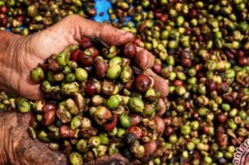 Kopi Liberika Meranti, Tumbuh Unik di Lahan Gambut Dataran Rendah