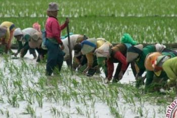 Siak Fokuskan Empat Kecamatan Sebagai Lahan Pertanian Andalan