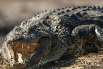 Cari ikan, seorang warga Tulang Bawang tewas diterkam buaya