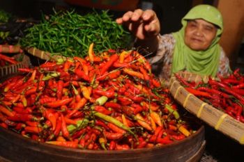 Stok Mulai Normal, Harga Cabai Keriting Berangsur Turun