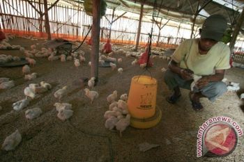 Cuaca Ekstrem, Peternak Banyumas Diimbau Waspadai Penyakit Unggas
