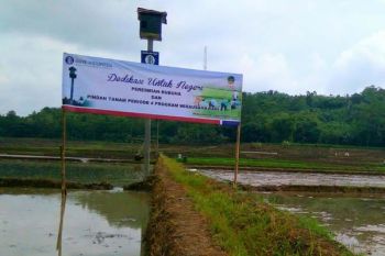 Kendalikan Hama Tikus, BI Kembangkan Rumah Burung Hantu