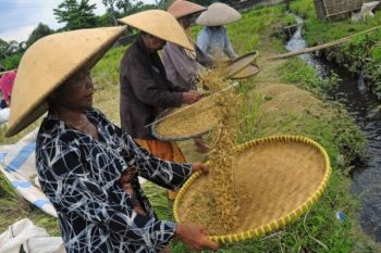 Bulog Banyumas Optimistis Target Pengadaan Pangan Tercapai
