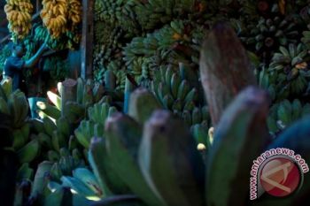 PRODUKSI BUAH PISANG NASIONAL