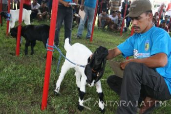 Kontes Kambing Etawa