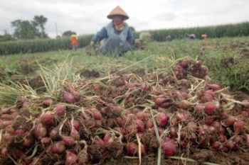 Hasil Panen Berkurang, Harga Bawang Merah Melonjak