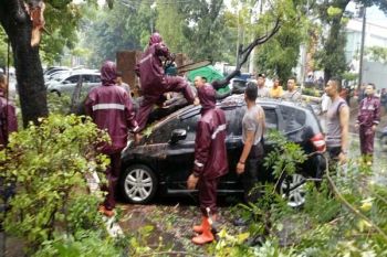 Hujan Deras, Pohon Tumbang Timpa Mobil di Solo