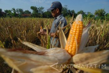 Harga Jagung Naik