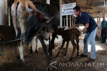 Peternak Sapi Tuban Merugi Terkait Pembibitan 