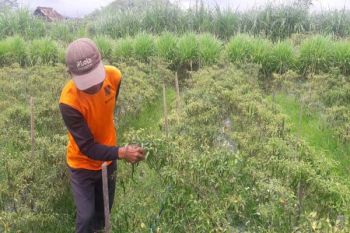 Harga Tinggi, Petani Cabai di Temanggung Diuntungkan