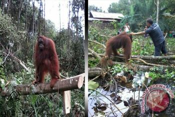 Orangutan Ini Nyasar Ke Pemukiman Penduduk Karena Kelaparan