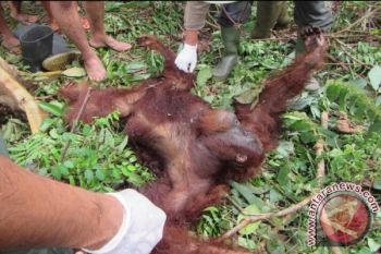 BOSF Nyaru Menteng Evakuasi Orangutan Sampit 