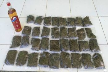 Satgas Yonmek 516/CY gagalkan peredaran ganja 