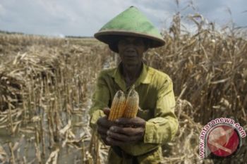  Distanbun  Minta Petani Adonara Tanam Ulang 