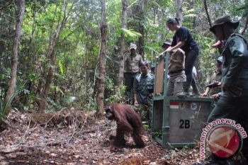 Syukurlah! 3 Orangutan Ini Dipindahkan Ke Taman Nasional Sabangau